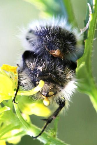 Tropinota squalida